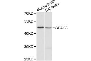 Western blot analysis of extracts of various cell lines, using SPAG8 antibody. (SPAG8 anticorps)