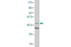 Western Blot detection against Immunogen (35. (MAPKAP Kinase 2 anticorps  (AA 266-352))