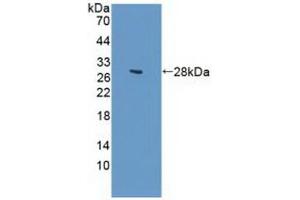 GUCY1B3 anticorps  (AA 408-619)