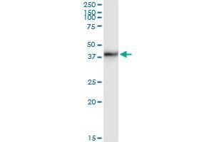 Immunoprecipitation of TICAM2 transfected lysate using anti-TICAM2 MaxPab rabbit polyclonal antibody and Protein A Magnetic Bead , and immunoblotted with TICAM2 purified MaxPab mouse polyclonal antibody (B01P) .