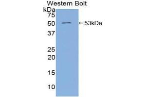 Western blot analysis of the recombinant protein. (Angiopoietin 4 anticorps  (AA 305-503))