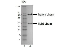 SDS-PAGE analysis of purified QV-6A8-S3 monoclonal antibody. (CD81 anticorps)