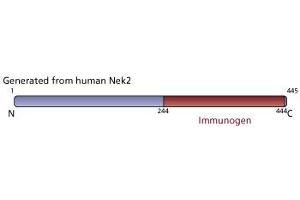 Image no. 4 for anti-NIMA (Never in Mitosis Gene A)-Related Kinase 2 (NEK2) (AA 244-444) antibody (ABIN968054)
