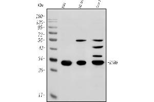 Western blot analysis of HOXB9 using anti-HOXB9 antibody (ABIN7602119).