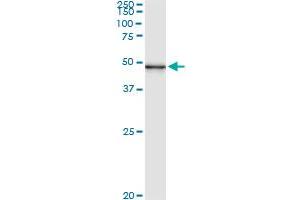 Immunoprecipitation of PUS1 transfected lysate using anti-PUS1 monoclonal antibody and Protein A Magnetic Bead , and immunoblotted with PUS1 MaxPab rabbit polyclonal antibody.