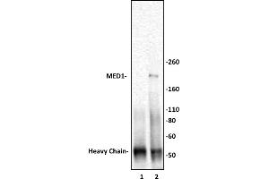 MED1 antibody (pAb) tested by Immunoprecipitation. (MED1 anticorps  (C-Term))