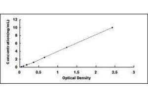 ELISA image for Cytochrome P450, Family 1, Subfamily A, Polypeptide 1 (CYP1A1) ELISA Kit (ABIN418986)