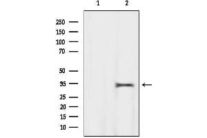 Western blot analysis of lysates from Hela, using MEST Antibody.