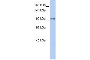 WB Suggested Anti-NEK9 Antibody Titration:  0.