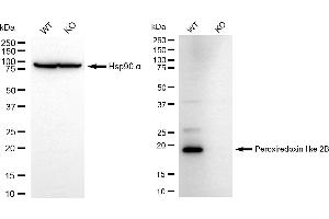Western blotting analysis using peroxiredoxin like 2B antibody (ABIN7800963). (Recombinant C1orf93 anticorps)