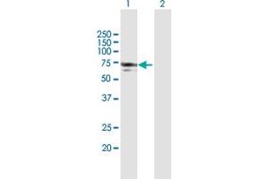 Western Blot analysis of NMT1 expression in transfected 293T cell line by NMT1 MaxPab polyclonal antibody.