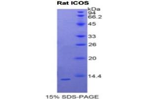 SDS-PAGE analysis of Rat ICOS Protein. (ICOS Protéine)