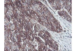 Image no. 8 for anti-Neuroplastin (NPTN) antibody (ABIN1499811) (NPTN anticorps)