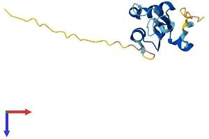 AlphaFold protein structure predicition of Human Recombinant BOLA1 Protein, UniprotID Q9Y3E2