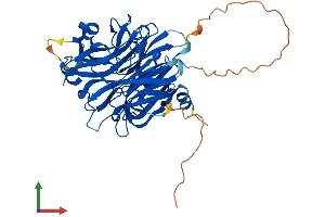 AlphaFold protein structure predicition of Human Recombinant NEU3 Protein, UniprotID Q9UQ49