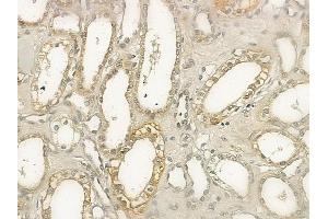 ABIN6265418 and ABIN6272748 at 1/100 staining human normal kidney tissue by IHC-P. (TAAR1 anticorps  (Internal Region))