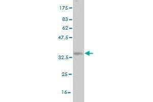 Western Blot detection against Immunogen (34.