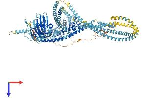 AlphaFold protein structure predicition of Mouse Recombinant Smc5 Protein, UniprotID Q8CG46