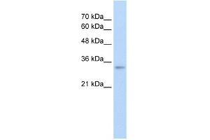 WB Suggested Anti-THOC4 Antibody Titration:  2. (THO Complex 4 anticorps  (N-Term))