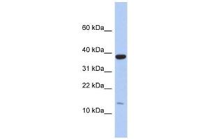 RPL27 antibody used at 1 ug/ml to detect target protein.