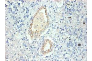 Immunohistochemical of paraffin-embedded human kidney tissue using ABIN7152614 at dilution of 1:200