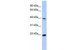 Image no. 1 for anti-Single Stranded DNA Binding Protein 4 (SSBP4) (C-Term) antibody (ABIN6742646) (SSBP4 anticorps  (C-Term))