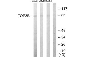 Western blot analysis of extracts from HepG2 cells, COLO205 cells and HUVEC cells, using TOP3B antibody. (TOP3B anticorps  (N-Term))