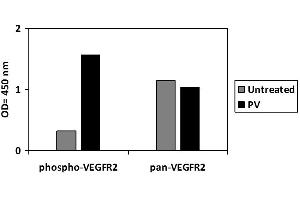 HUVEC cells were untreated or treated with PV. (VEGFR2/CD309 Kit ELISA)