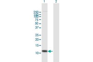 Western Blot analysis of IL8 expression in transfected 293T cell line by IL8 MaxPab polyclonal antibody. (IL-8 anticorps  (AA 1-99))