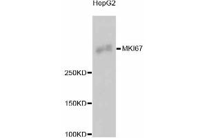 Western blot analysis of extracts of HepG2 cells, using MKI67 antibody (ABIN5997055). (Ki-67 anticorps)