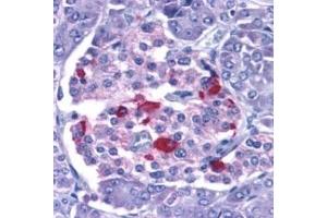 EndoG - ABIN121687 staining of human pancreas with anti-EndoG at 15 µg/ml.