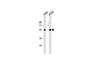 All lanes : Anti-IRAK4 Antibody (N-term) at 1:1000 dilution Lane 1: Hela whole cell lysate Lane 2: K562 whole cell lysate Lysates/proteins at 20 μg per lane. (IRAK4 anticorps  (N-Term))