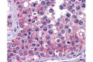 IHC-P Image Immunohistochemical analysis of paraffin-embedded human testis, using MIA3, antibody(10 μg/ml). (MIA3 anticorps  (N-Term))