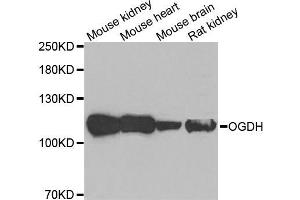 Western blot analysis of extracts of various cell lines, using OGDH antibody (ABIN5973793) at 1/1000 dilution. (alpha KGDHC anticorps)
