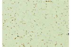 ABIN6276710 at 1/100 staining Mouse brain tissue by IHC-P. (PSMC5 anticorps  (Internal Region))