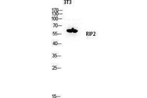 Western Blot (WB) analysis of 3T3 lysis using RIP2 antibody. (RIP2 anticorps  (Tyr397))