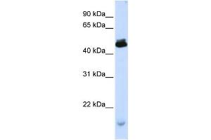 Western Blotting (WB) image for anti-Potassium Channel Modulatory Factor 1 (KCMF1) antibody (ABIN2458393) (KCMF1 anticorps)