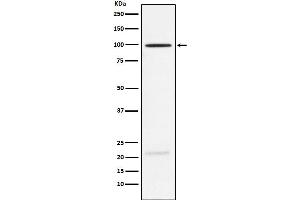 Western blot analysis of MAG expression in Rat brain lysate.