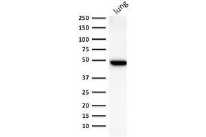 Western Blot Analysis of human lung lysate using Cytokeratin 19 Mouse Monoclonal Antibody (BA17).