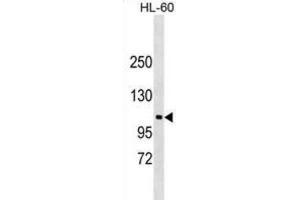 Western Blotting (WB) image for anti-N-Deacetylase/N-Sulfotransferase (Heparan Glucosaminyl) 3 (NDST3) antibody (ABIN2999633) (NDST3 anticorps)