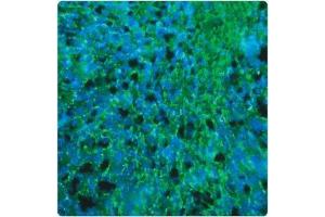In this tissue section through an e13 Mouse brain, PLP (green staining) can be seen in immature oligodendrocytes of white matter tracts. (PLP1 anticorps)