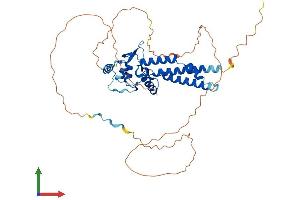 AlphaFold protein structure predicition of Mouse Recombinant Tfap2a Protein, UniprotID P34056