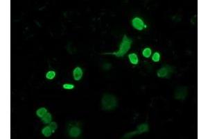 Anti-FLYWCH2 mouse monoclonal antibody (ABIN2454476) immunofluorescent staining of COS7 cells transiently transfected by pCMV6-ENTRY FLYWCH2 (RC204275). (FLYWCH2 anticorps)