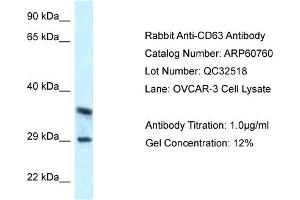 Sample Type: OVCAR3 cell lysateAntibody Titration: 1. (CD63 anticorps  (C-Term))