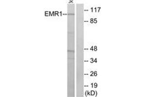 Western blot analysis of extracts from Jurkat cells, using EMR1 Antibody.