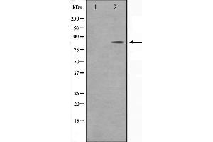 Western blot analysis on HeLa cell lysate using BARD1 Antibody,The lane on the left is treated with the antigen-specific peptide. (DMC1 anticorps  (Internal Region))