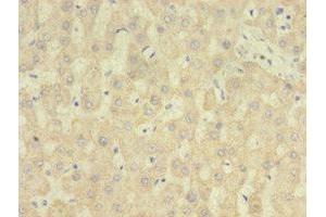 Immunohistochemistry of paraffin-embedded human liver tissue using ABIN7167807 at dilution of 1:100 (Chemerin anticorps  (AA 21-157))