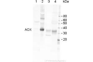 Image no. 2 for anti-Alternative Oxidase 1/2 (AOX1/AOX2) (C-Term) antibody (ABIN3197483) (AOX1/AOX2 anticorps  (C-Term))