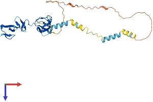 AlphaFold protein structure predicition of Human Recombinant LASP1 Protein, UniprotID Q14847