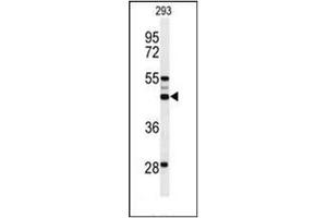 Western blot analysis of OSTA Antibody (C-term) in 293 cell line lysates (35ug/lane). (OST alpha anticorps  (C-Term))